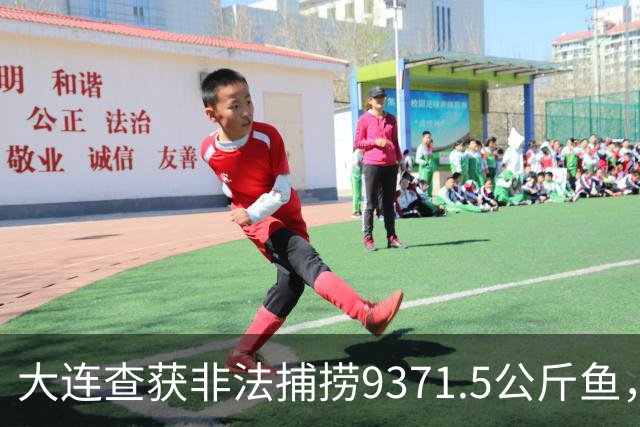 大连查获非法捕捞9371.5公斤鱼，归属何方引争议